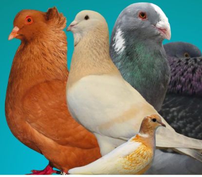 Exposition internationale de pigeons de race